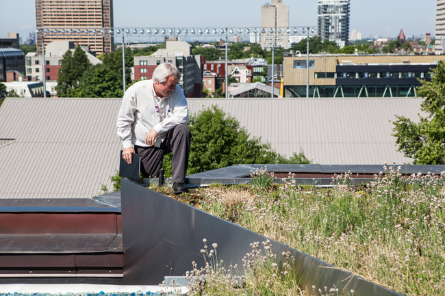 a man stands on the ROM's green roof looking at the plants it supports