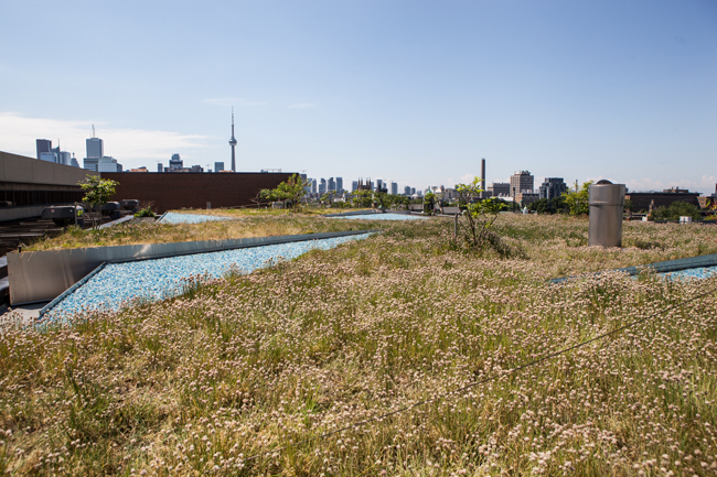 a wide view of the chives covering the ROM green roof, with the Toronto skyline in the distance