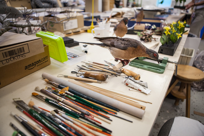 A stuffed passenger pigeon specimen sits on a prep table in the ROM awaiting final touches before being added to the special exhibit