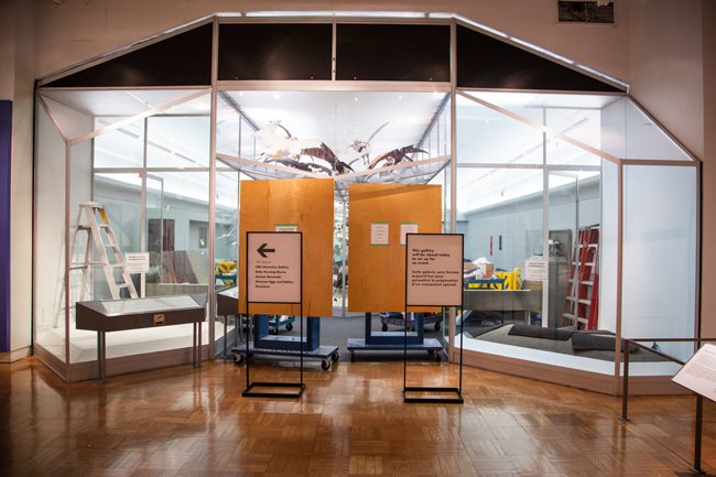 The Gallery of Birds on the 2nd floor of the ROM all set for the installation of Empty Skies: the Passenger Pigeon Legacy exhibit opening Saturday August 23.
