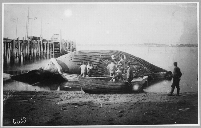 Historic black and white photograph of deceased whale on a beach, a few people stand on boats next to whale.