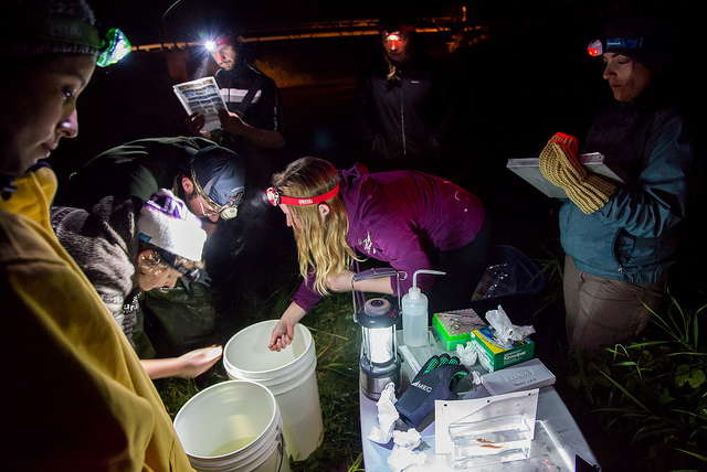 Viviana and the other members of the Ontario BioBlitz fish team survey well into the night - capturing and identifying species by the glow of headlamps and flashlights. Photo by Felipe Villegas