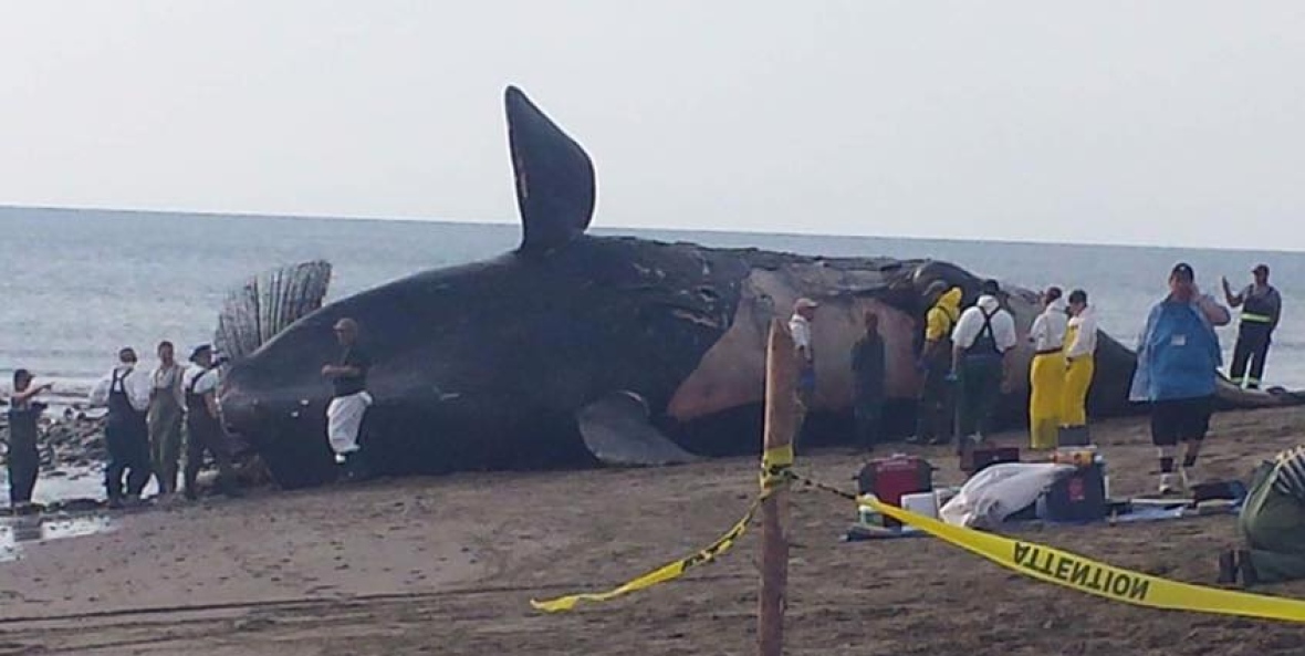 Right whale carcass on beach while necropsy is conducted by researchers