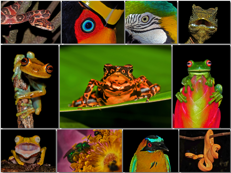 A photo collage of many birghtly colored birds, amphibians, reptiles and insects.