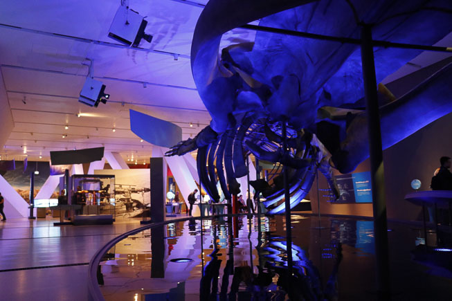 Photo of Blue's skeleton in the Out of the Depths: The Blue Whale Story Exhibition space. Photo by Rachel Brown