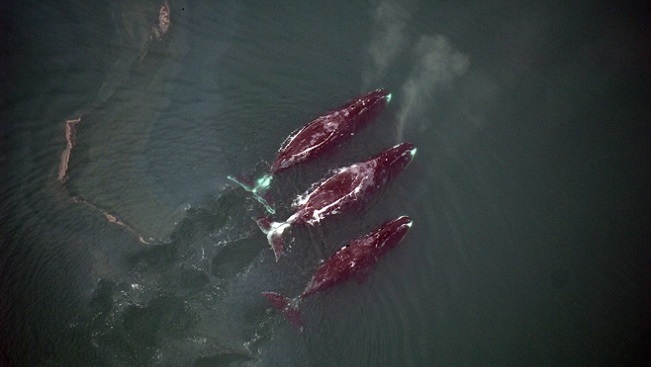 Aerial view of three bowhead whales at the surface of the ocean, swimming
