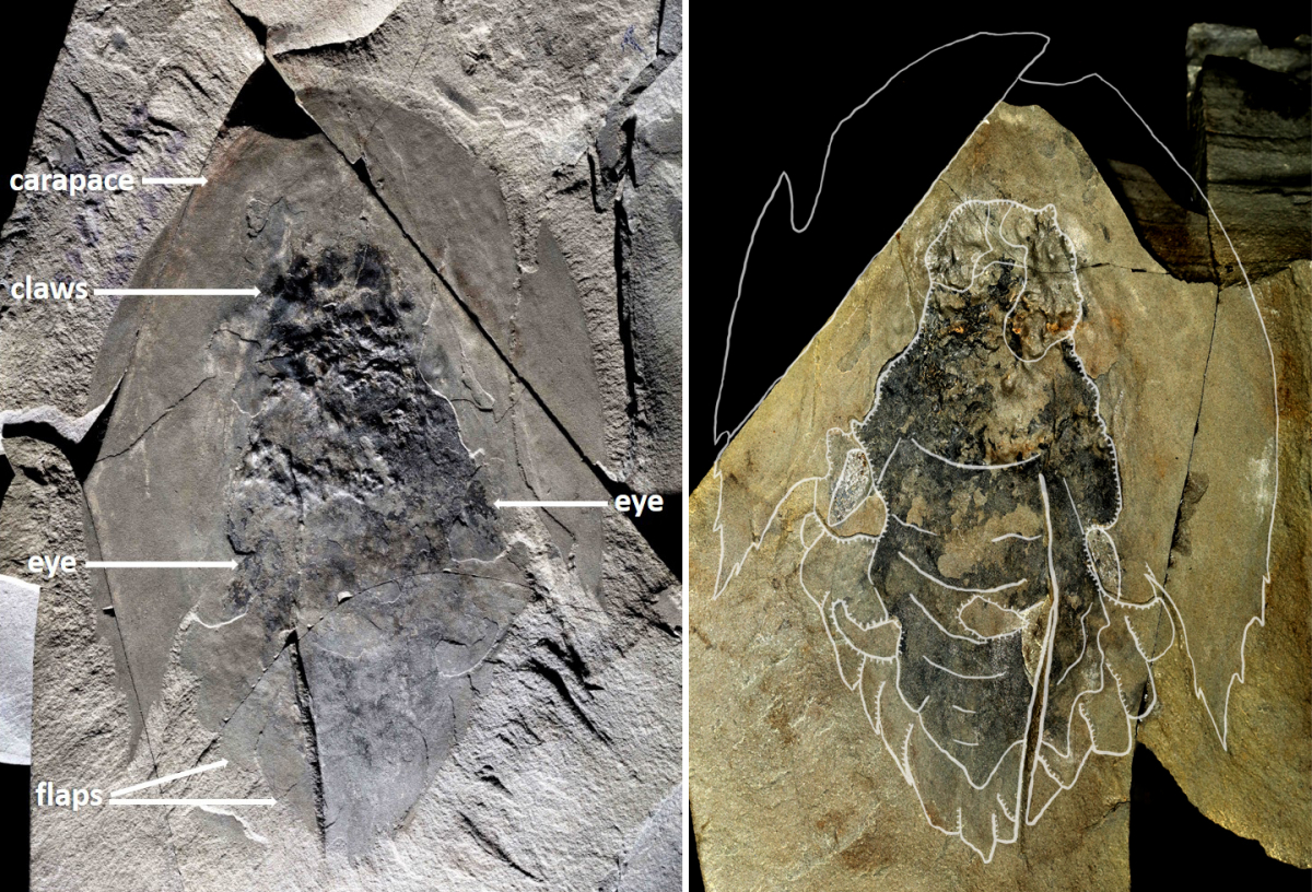 Fossile complet (holotype ROMIP 65078) de Cambroraster falcatus, montrant les yeux et le corps trapu bordé de multiples nageoires sous l'immense bouclier céphalique. Le schiste emprisonnant le fossile étant brisé,on voit des parties du corps des deux côtés (droite et gauche).
