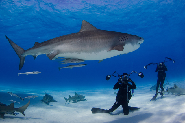 David Doubilet and Jennifer Hayes on assignment with tiger sharks in the Bahama Islands.