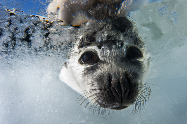 Jennifer Hayes photographs a harp seal pup as it peers through the icy waters of the Gulf of St. Lawrence looking for its mother.