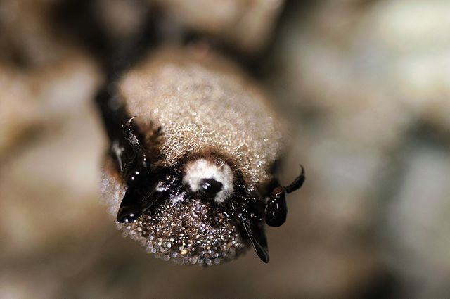 closeup of a little brown bat during hibernation with white nose syndrome