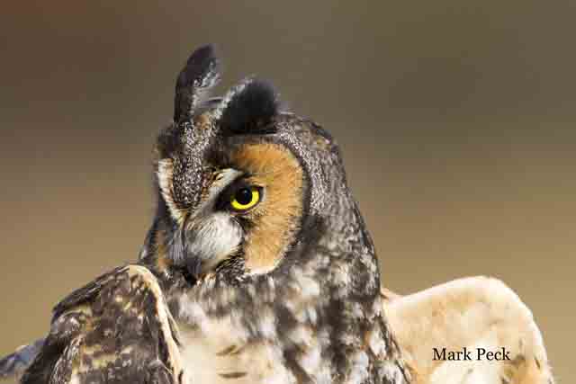 Long-eared owl Asio otus, Ontario. Photo by Mark Peck