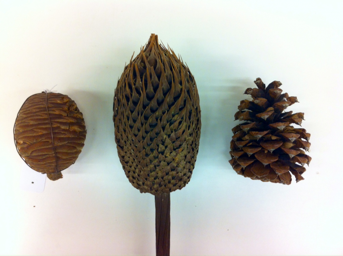 From left to right: Cedrus deodora (himalayan cedar) female cone; Cycas revoluta (sago cycad) male cone; Pinus ponderosa (ponderosa pine) female cone