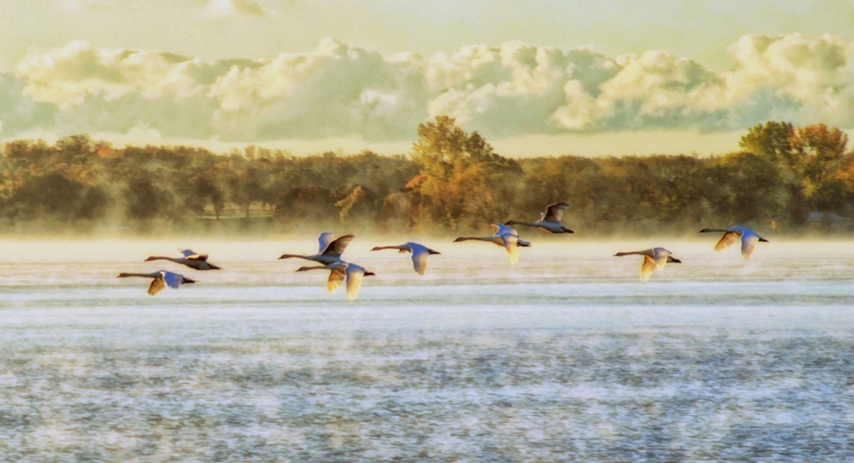 Birds flying above water.