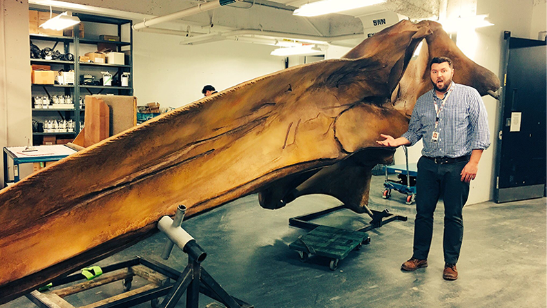 Man standing beside the skull of a Blue Whale