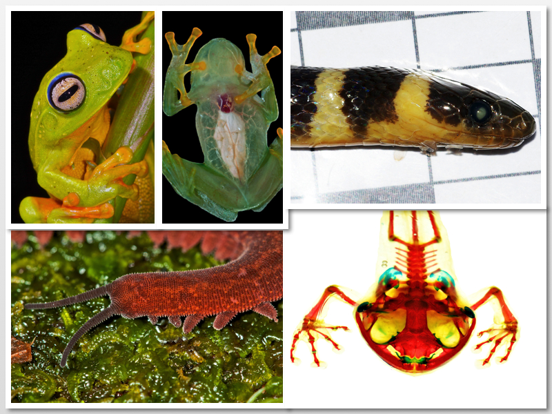 A collage of wildlife images, including frogs, snakes and velvet worms.