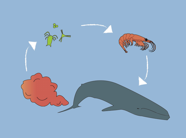 The fecal cycle: Whales poop which feeds the microorganisms, which are eaten by krill, which are eaten by whales, and the cycle repeats itself. Art by: Meghan Callon