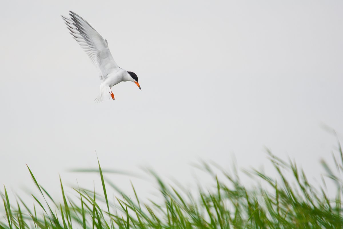 A Tern in the Wind © Jax Nasimok