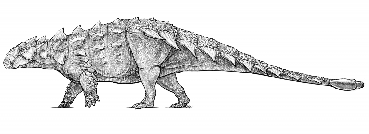 Black and white illustration of an armoured Dinosaur